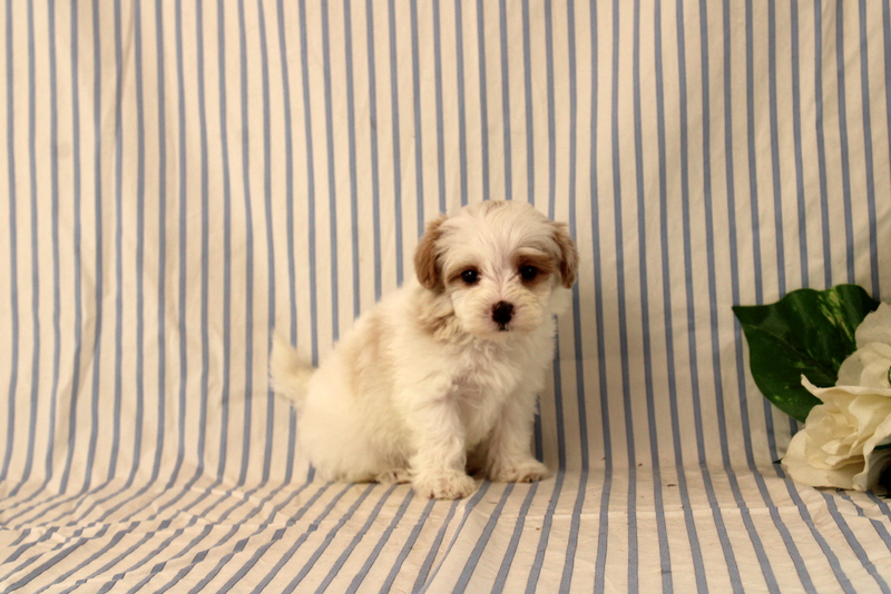 puppy, for, sale, Maltipoo, Matthew B. Stoltzfus, dog, breeder, Gap, PA, dog-breeder, puppy-for-sale, forsale, nearby, find, puppyfind, locator, puppylocator, aca